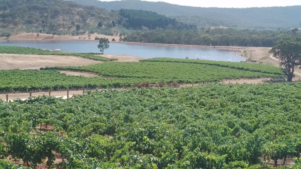 Dalwhinnie Vineyard