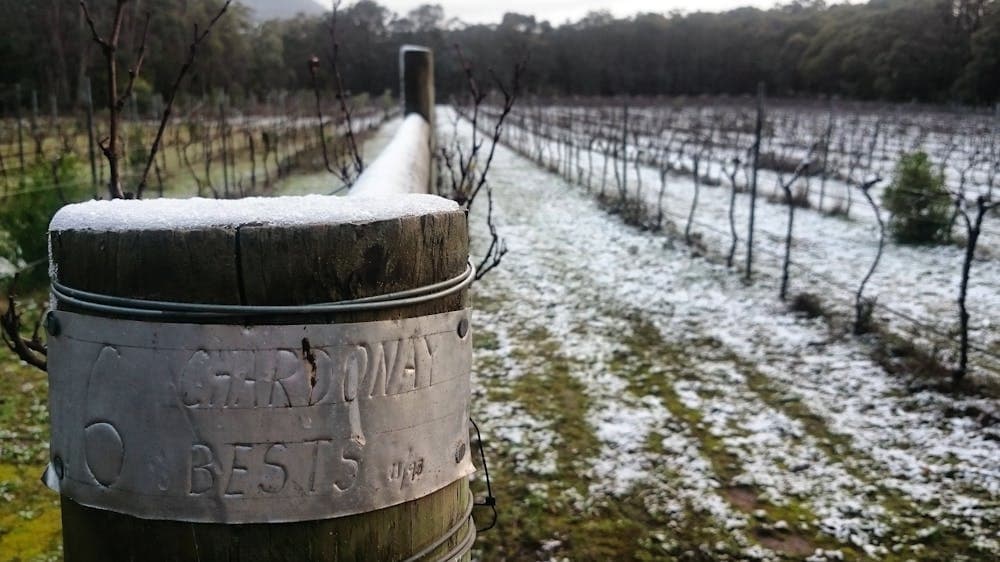 Snow in the vineyard, 2016