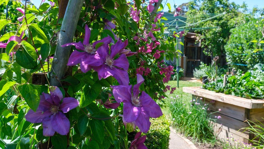 Creswick Garden