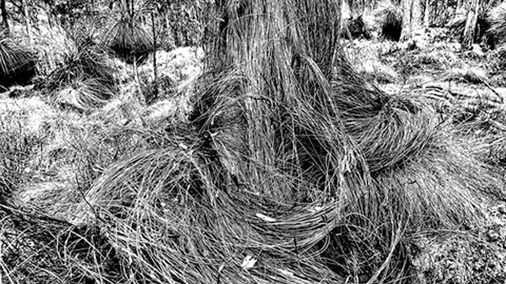 Black and white photograph of natural environment