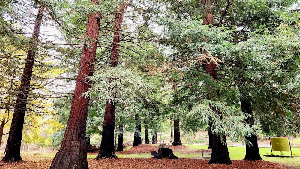 Sequoia grove