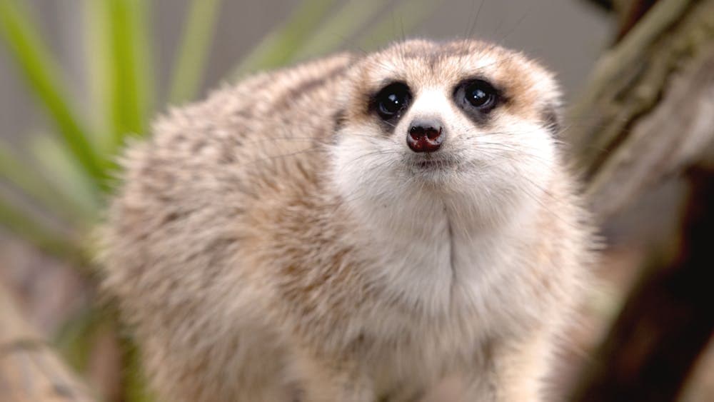 Jamilla the meerkat looking at the camera