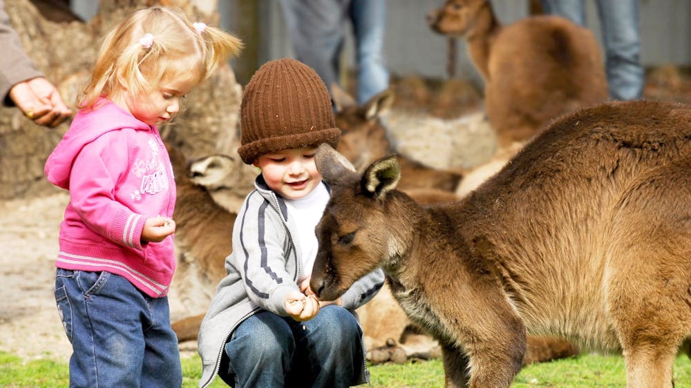 Children hand-feeding kangaroos