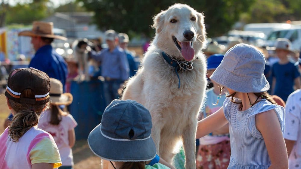 Kids engaging with and helping train the working dogs during a show