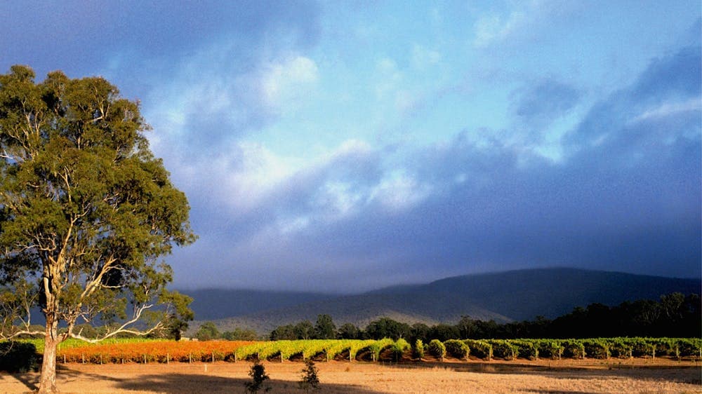 Mount Avoca Vineyard after vintage
