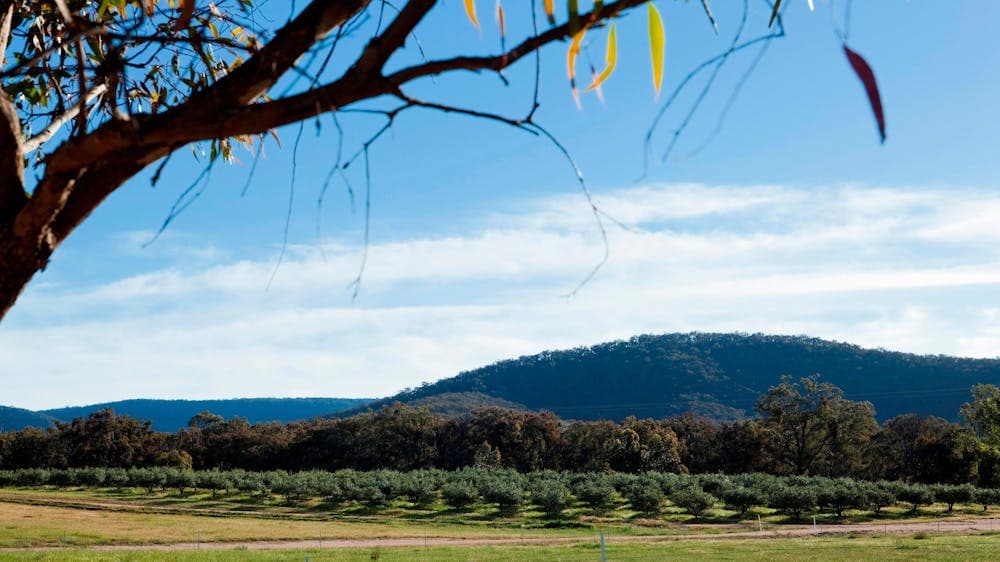 The view: olive grove and Pyrenees ranges