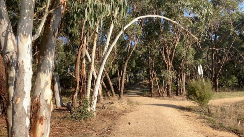 Path with trees branch arching