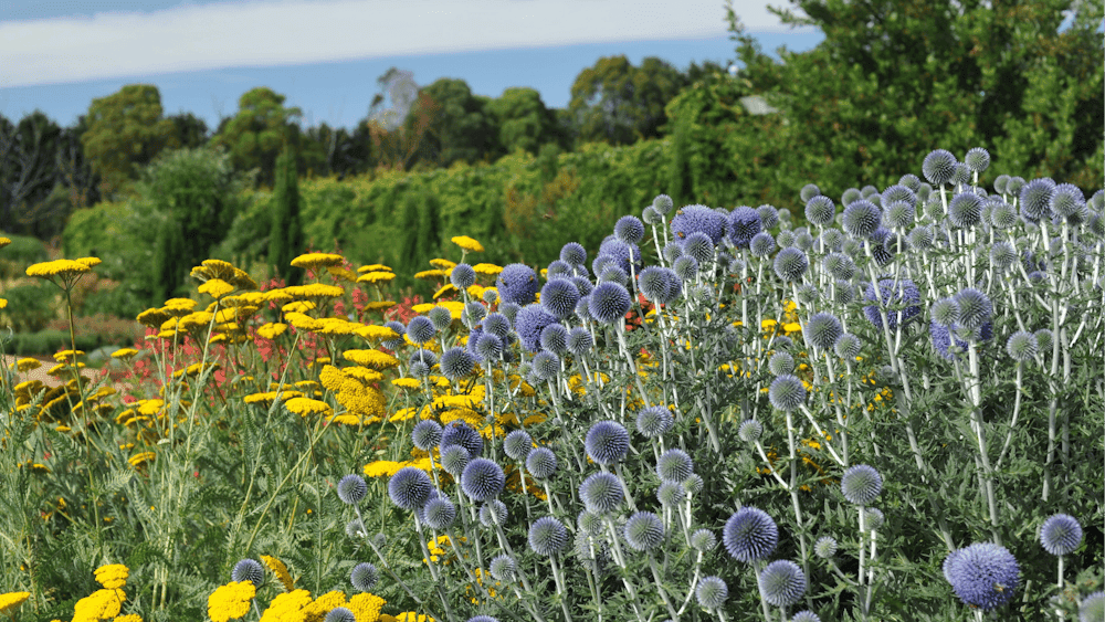 Echinops bannaticus with Achillea 'Coronation Gold'