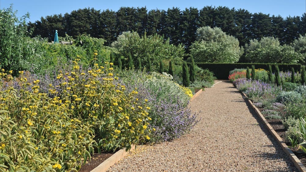 Phlomis and Salvia at Lambley
