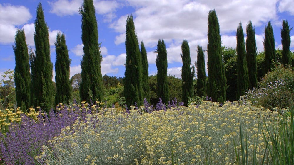 Santolina and Panicum