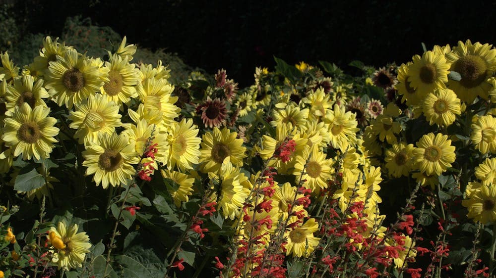 Sunflowers with Salvia darcyi