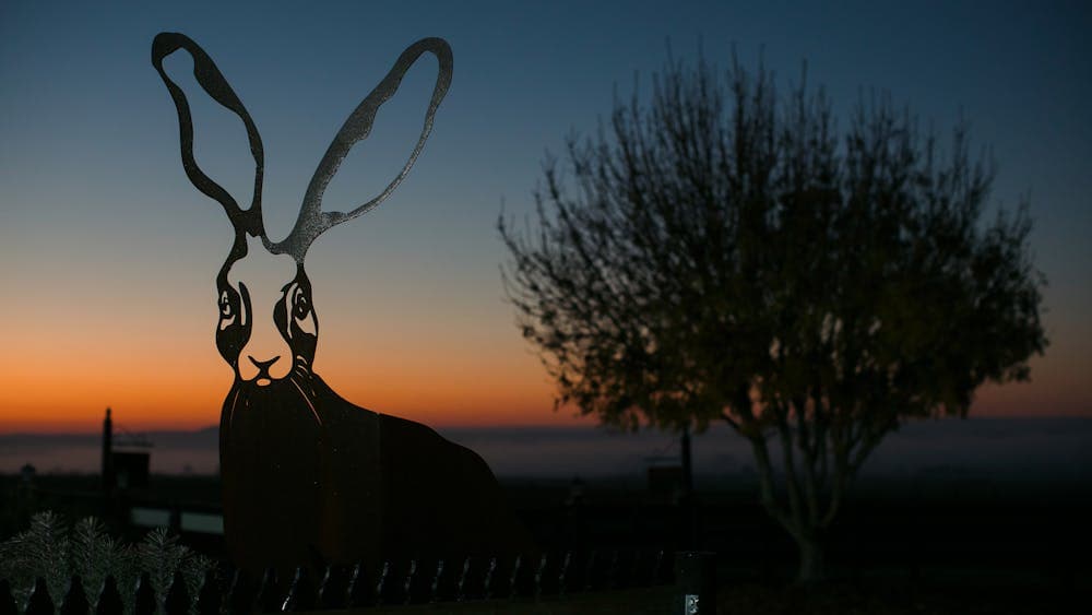 Mt Coghill Vineyard Hare in Sunrise