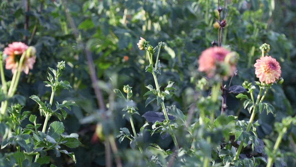Dahlia field at The Paddock Lal Lal