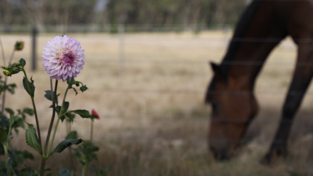 Dahlia field with horse in the background in Lal Lal