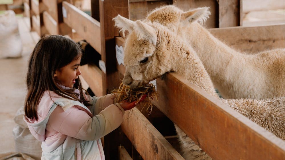 MEET CRESWICK FUN LOVING ANIMALS