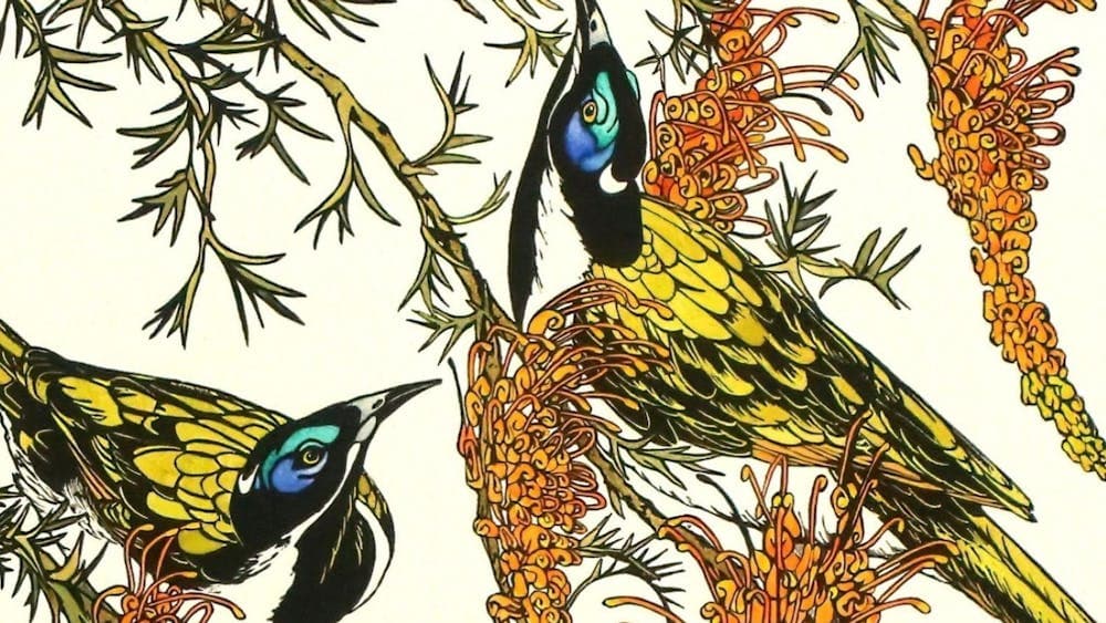 Vida Pearson - Blue Faced Honeyeaters - linocut
