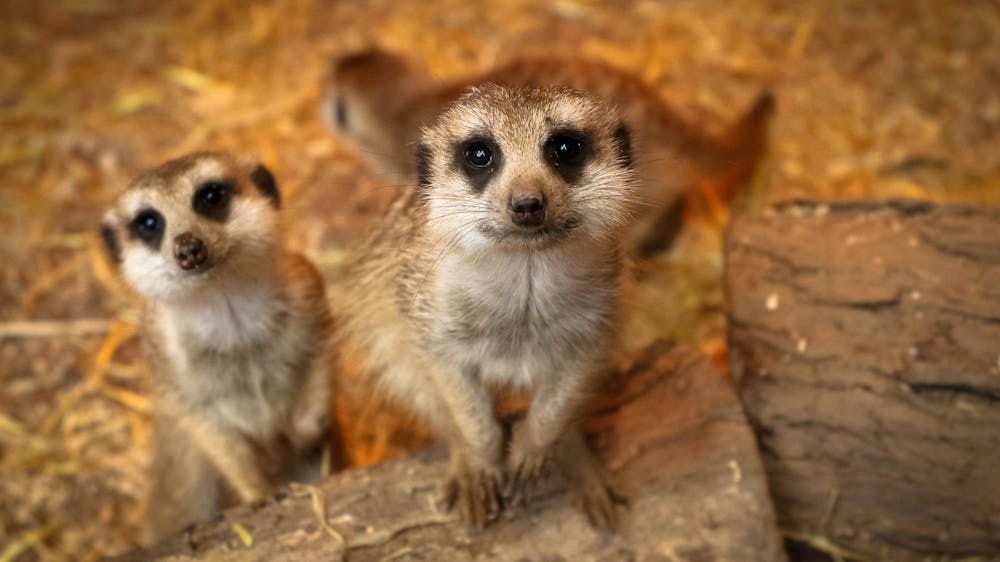 Thumbnail for Ballarat Wildlife Park
