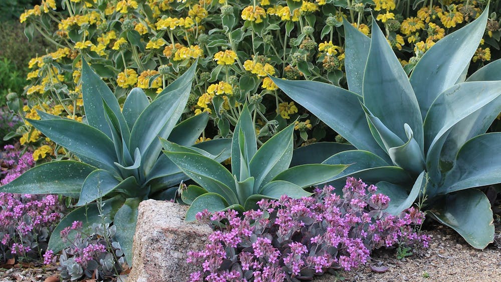 Thumbnail for Masterclass: Successful inland summer gardens