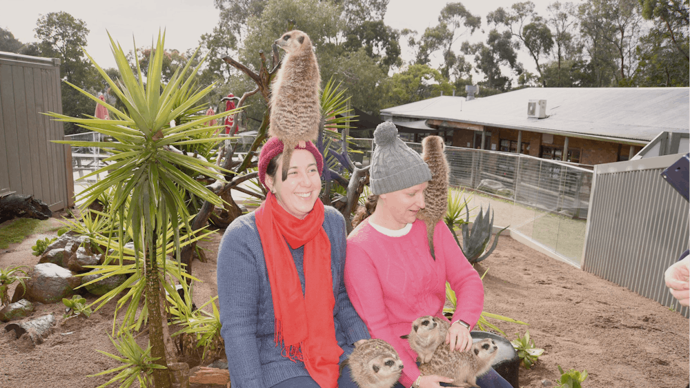 Visitors with meerkats clinming on them in an encounter