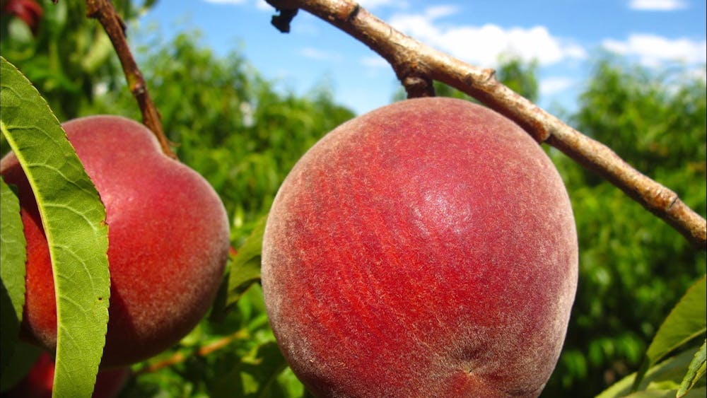 Paynes Orchards pick your own peaches