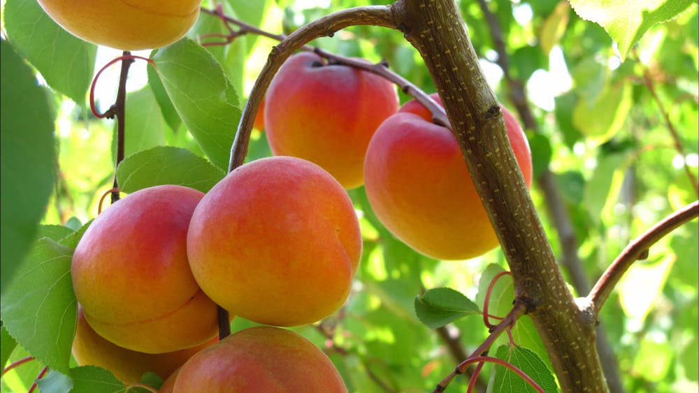 Paynes Orchards pick your own apricots