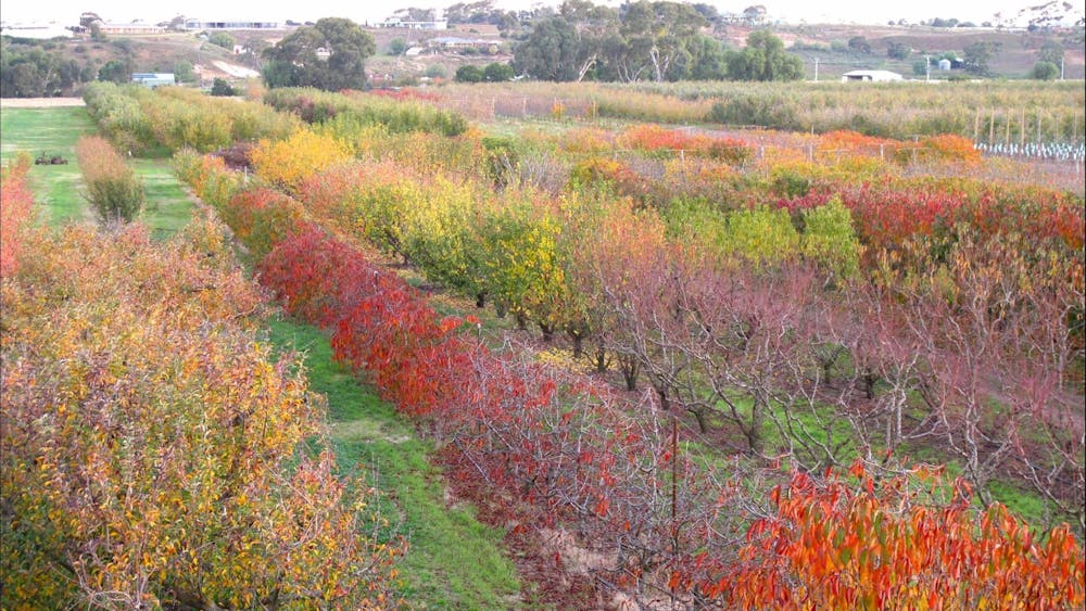 Paynes Orchards autumn photography