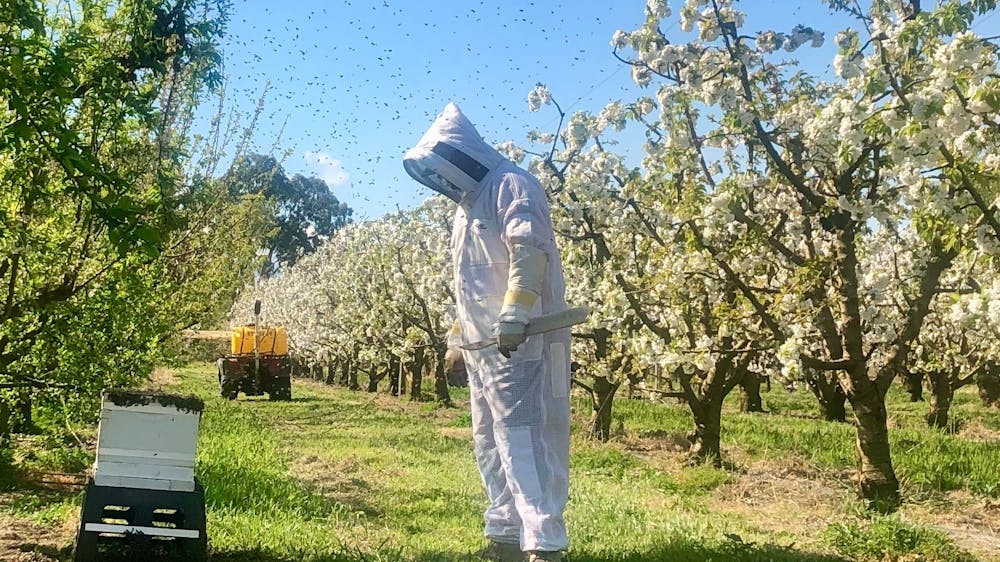 Bees in the orchard