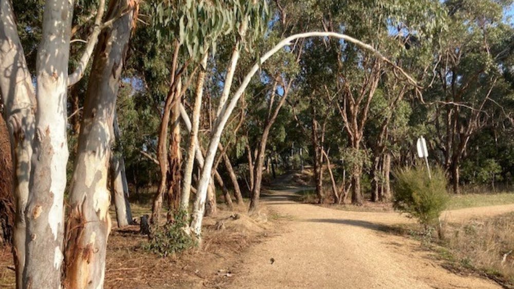 Path with trees branch arching