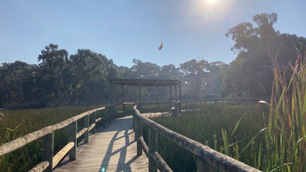 bridge with sun and bird