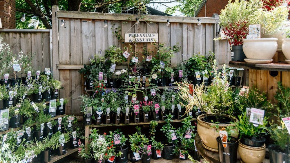 Lush green potted plants on display shelves, outside under the shade of a tree. Ceramic pots Right..