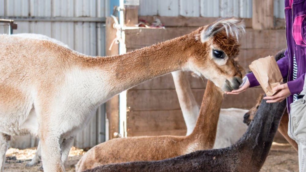 Easter Weekend At The Mill