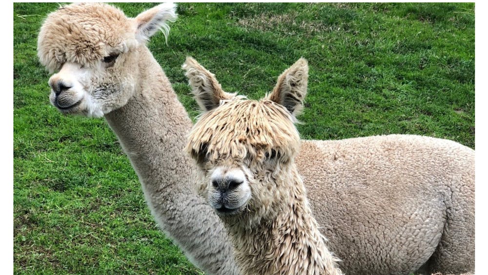 Creswick Alpacas
