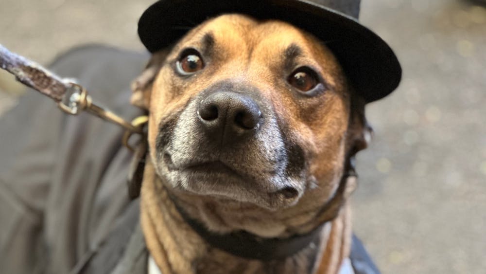 Thumbnail for Hop Temple Ballarat Heritage Festival Dog Beard and Stache Competition