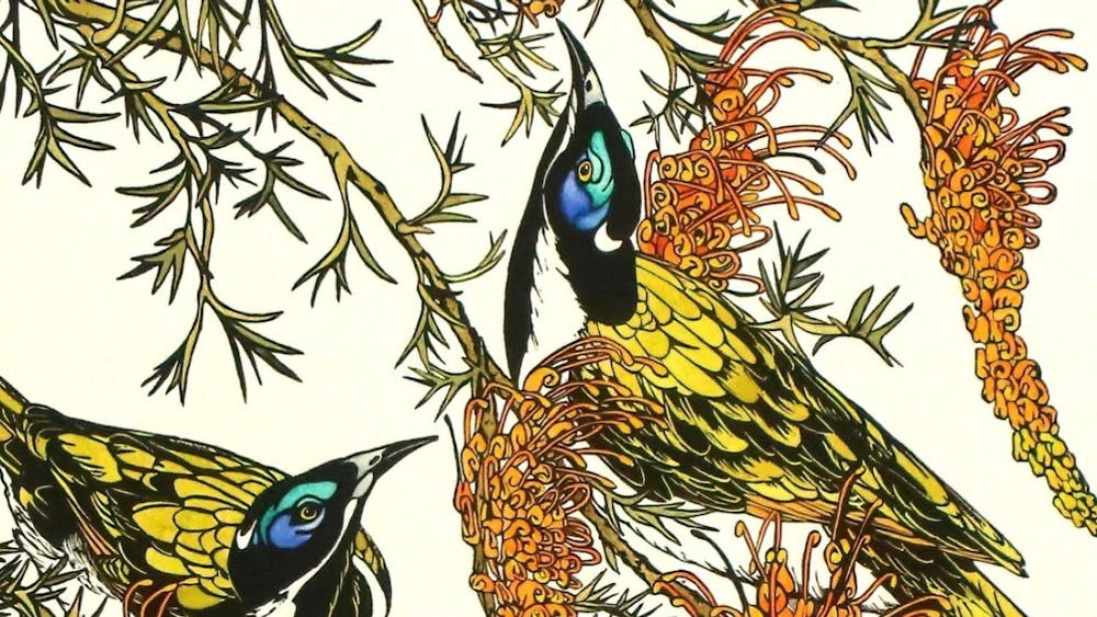 Blue Faced Honeyeaters - Vida Pearson