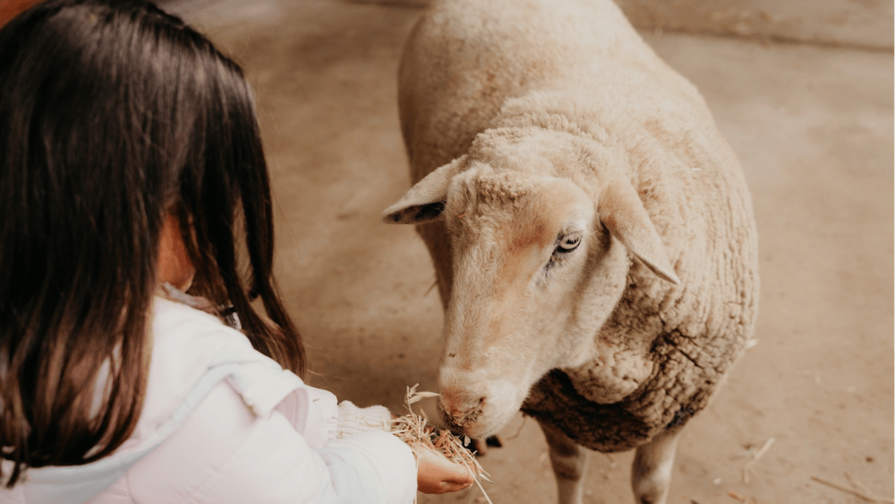 CHRISTMAS IN JULY SCHOOL HOLIDAYS AT CRESWICK FARMYARD
