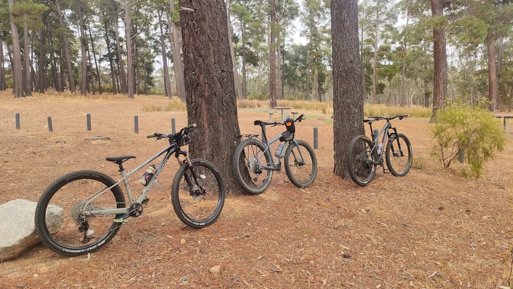 Three bicycles leaning against pine trees