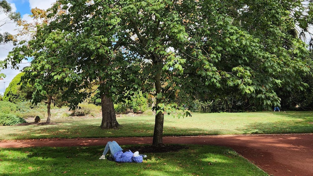 Meet a Tree Activity