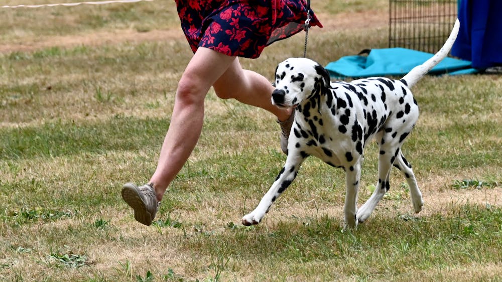 Women running with dalmatian dog