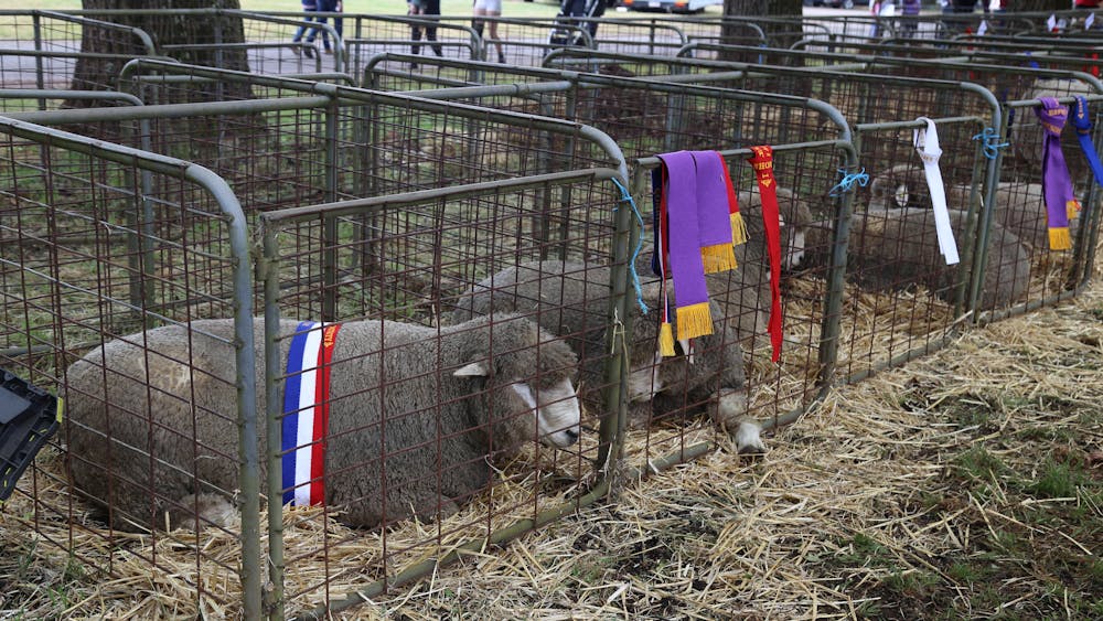 Sheep laying down with championship ribbon draped over
