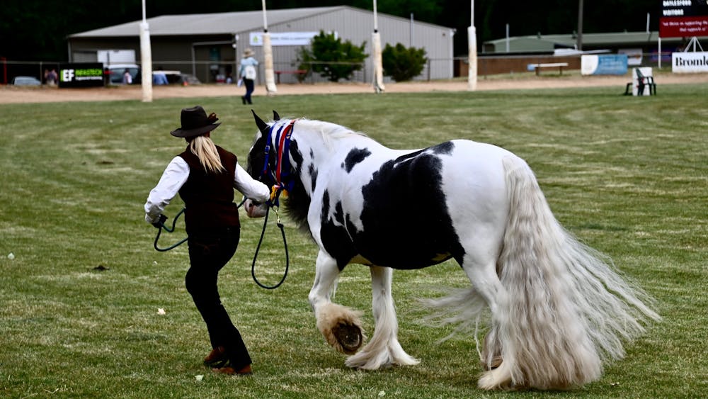 Woman white shirt black pants leading Gypsy Cob horse