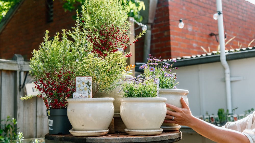 Hands reaching out to hold white ceramic pot with potted plants on a stand