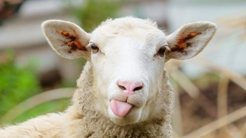 Thumbnail for Animal Experience For School Holidays at Creswick Mill