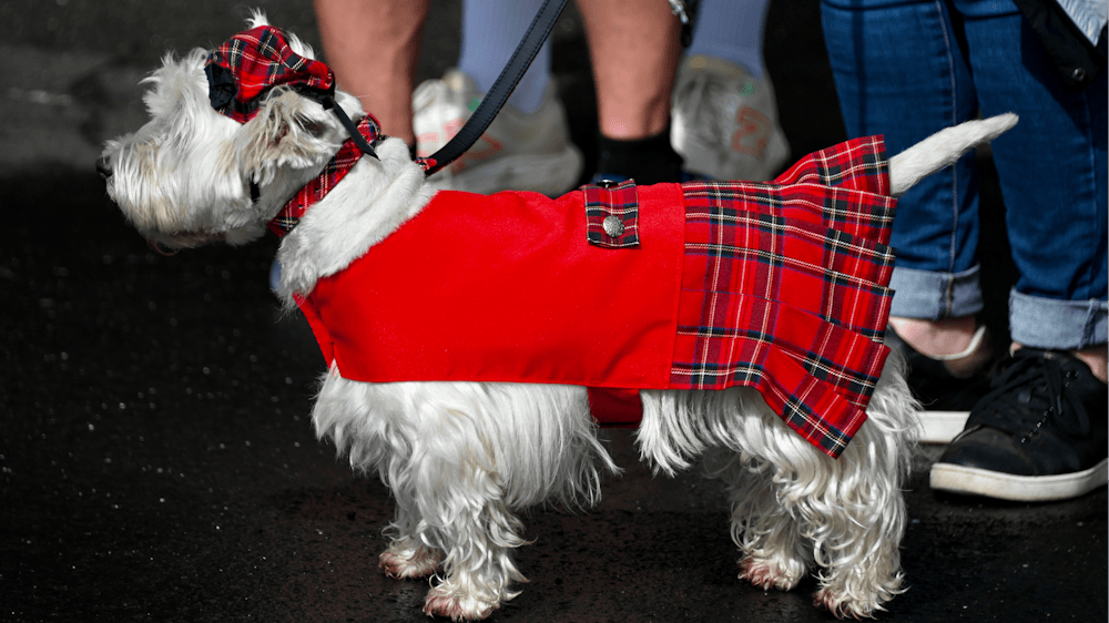 White West Highland terrier dog dressed in red tartan kilt and hat on street