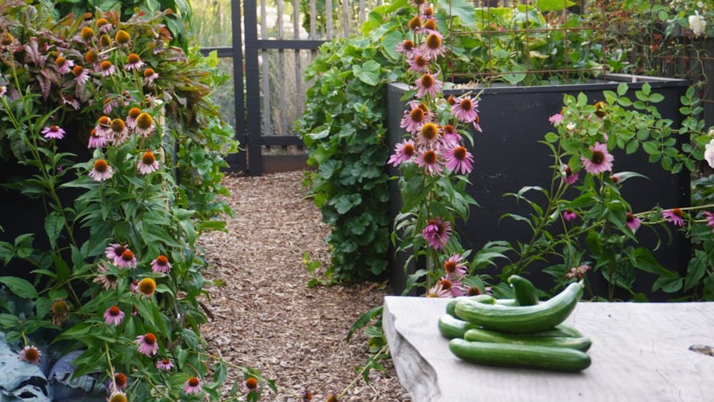 The productive wicking bed garden