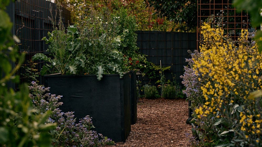 Natasha's productive garden in Spring