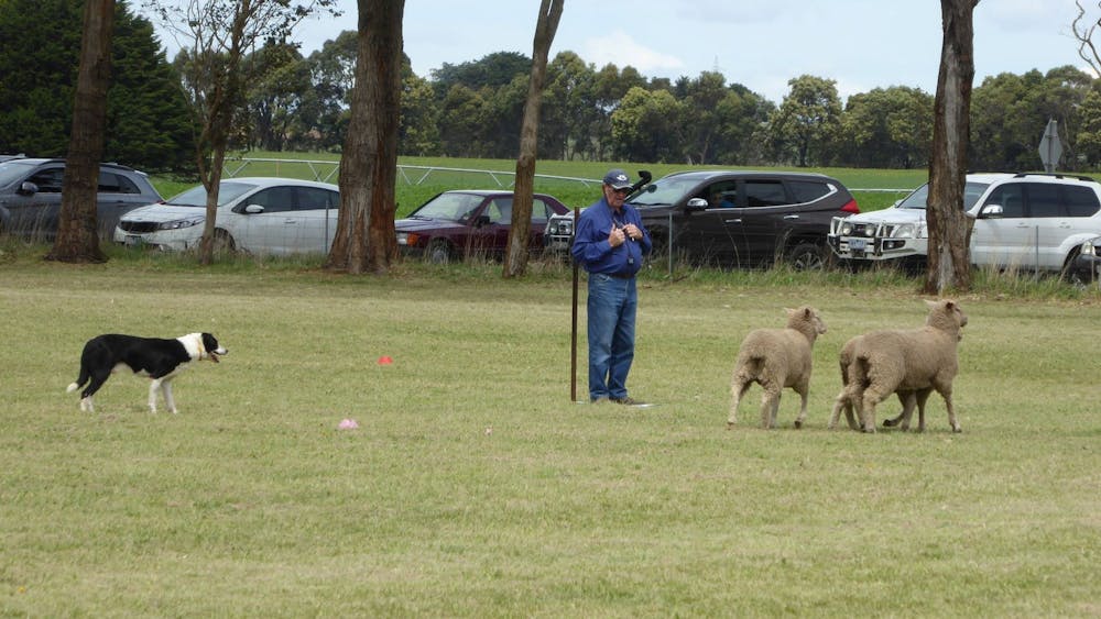Thumbnail for Dean Sheepdog Trials – Old Sniff Classic