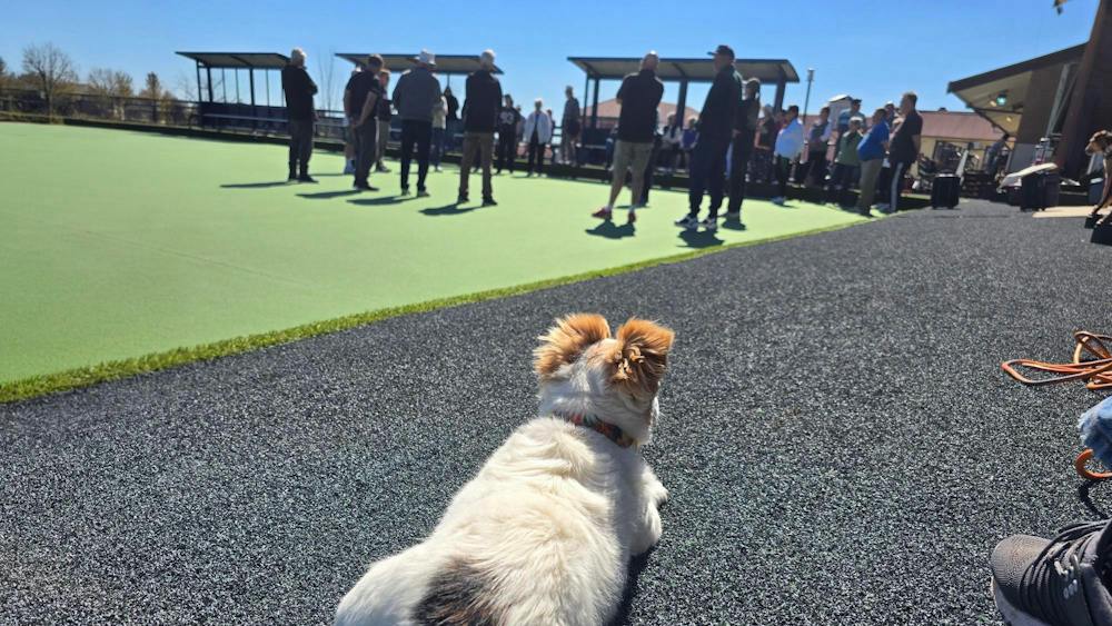 A small white and brown dog watches a group of people gathered on the new synthetic bowling green