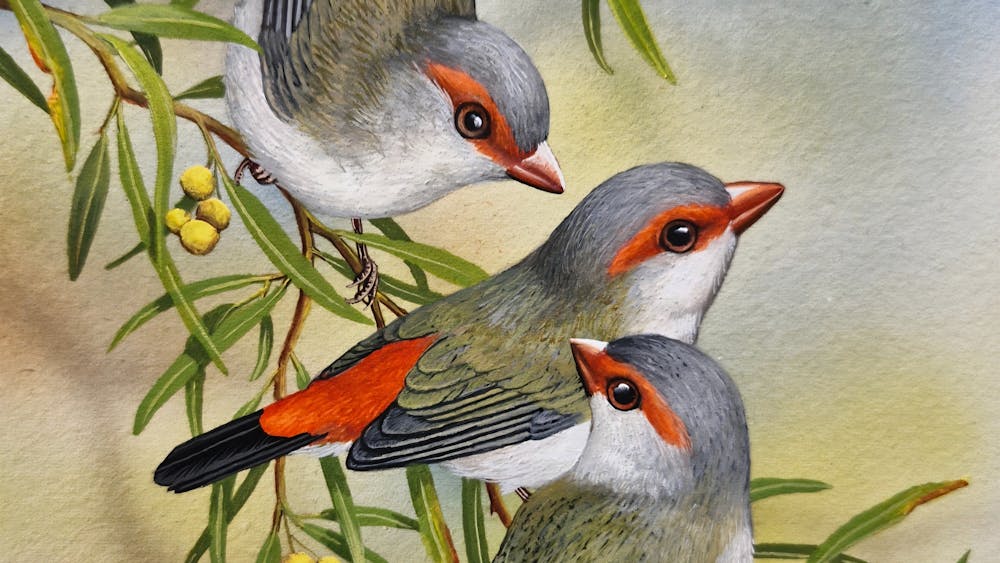 3 Beautiful Firetails on a yellow flowering wattle tree