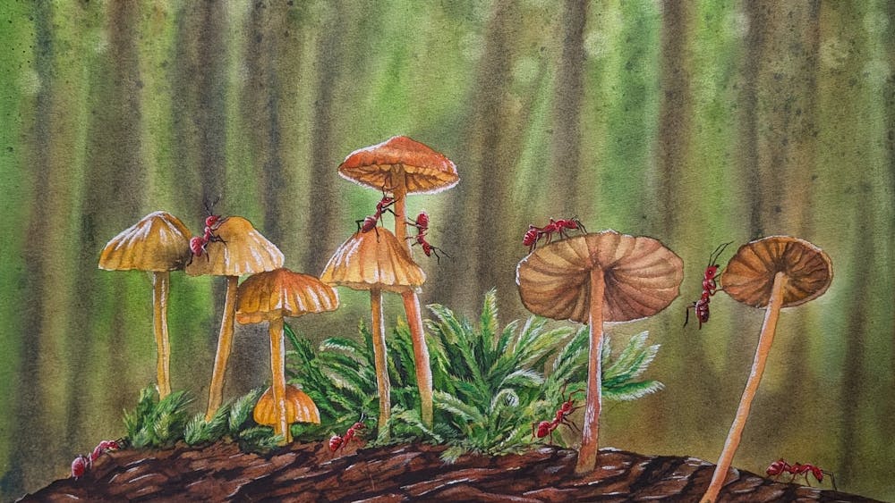 colourful fungi on the forest floor beneath a canopy of tall trees