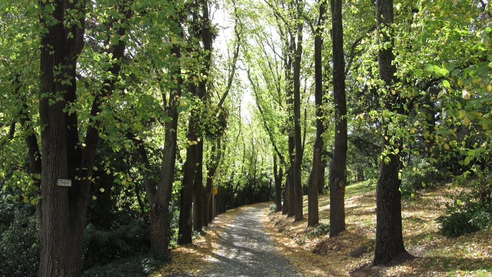 Elm tree drive, Wombat Hill Botanical Gardens, Daylesford
